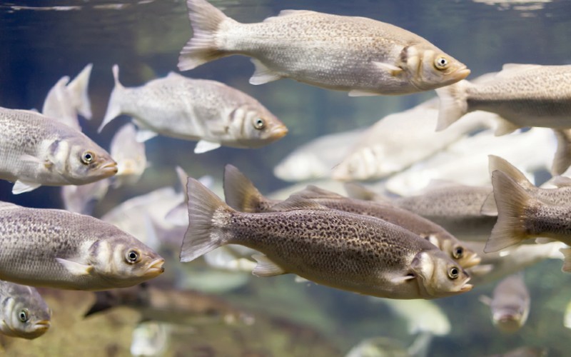 Abundant Fish Species in Lake Tawakoni