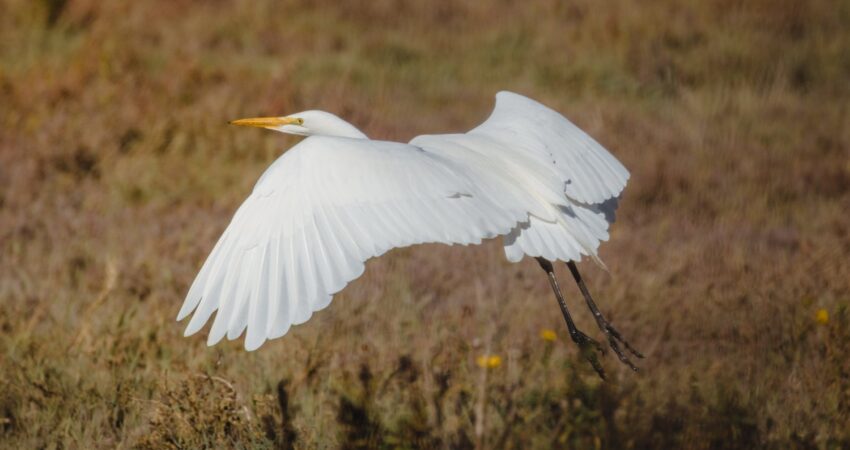 BIRDWATCHING AT LAKE TAWAKONI