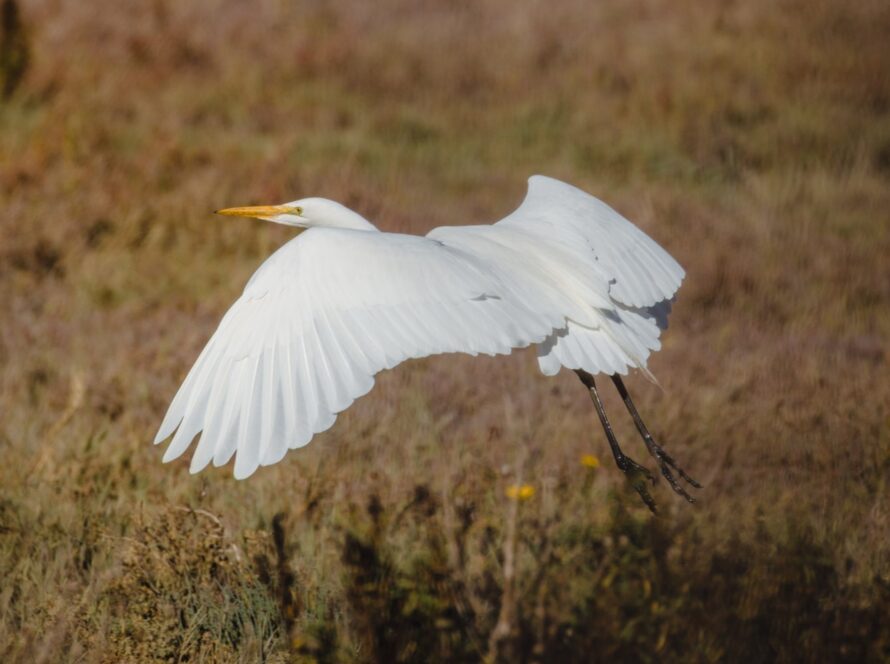 BIRDWATCHING AT LAKE TAWAKONI