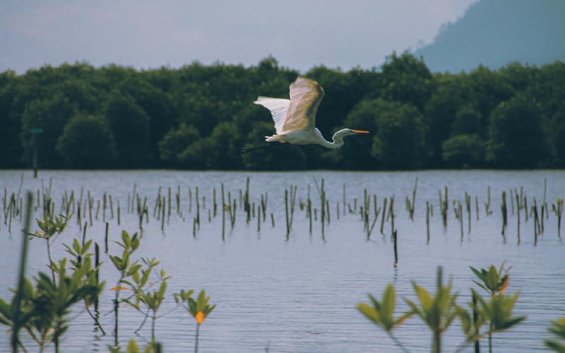 Birdwatching at Lake Tawakoni