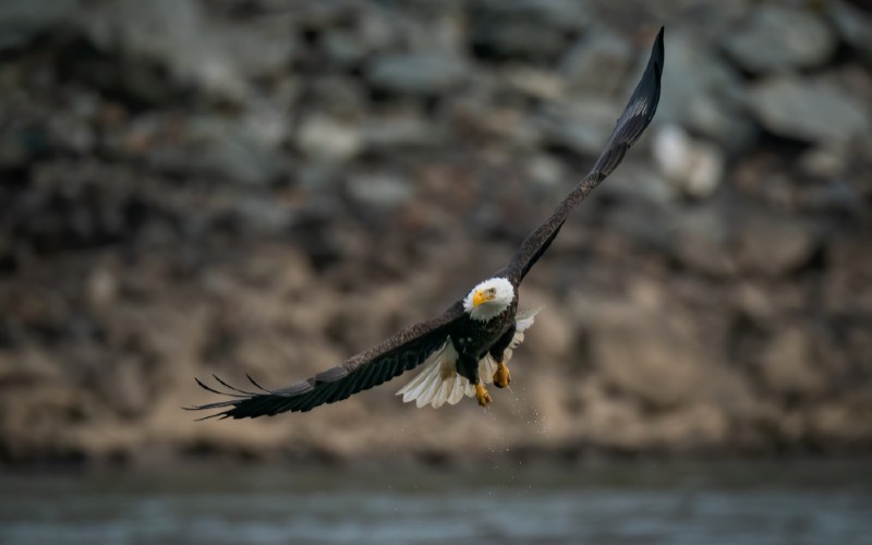 Types of birds at lake tawakoni