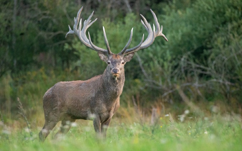 Nature and Wildlife near lake