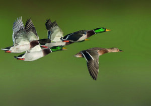 TYPES OF BIRDS