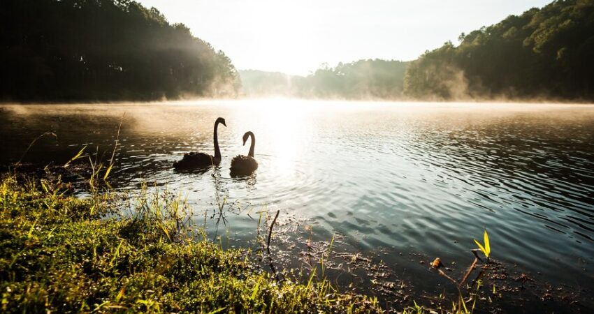 Nature and Wildlife at Tranquil Lake Cove