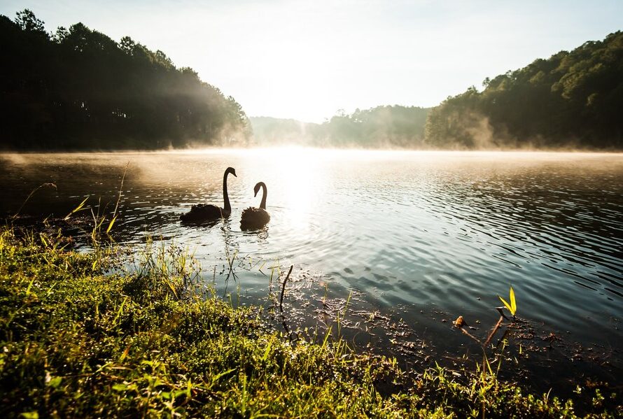 Nature and Wildlife at Tranquil Lake Cove