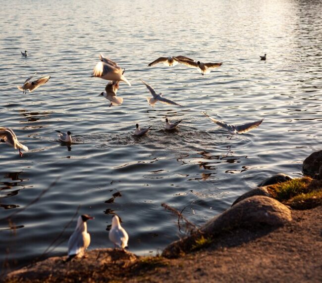  the shores of Lake Tawakoni are a birdwatcher's paradise