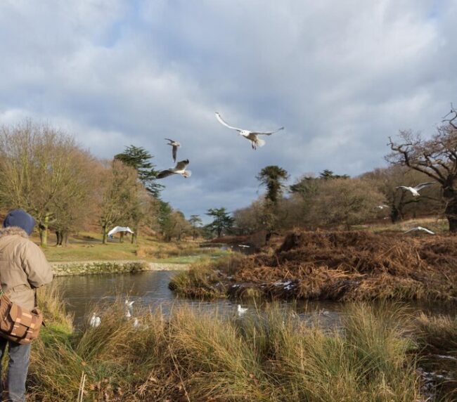 avistamiento de aves en los alrededores del lago Tawakoni