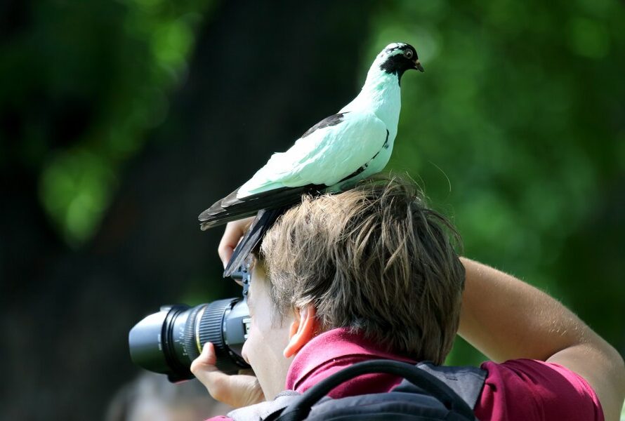 birdwatching in Lake Tawakoni State Park