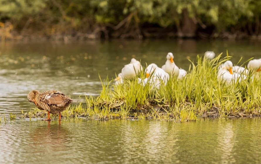 flora and fauna at Lake Tawakoni