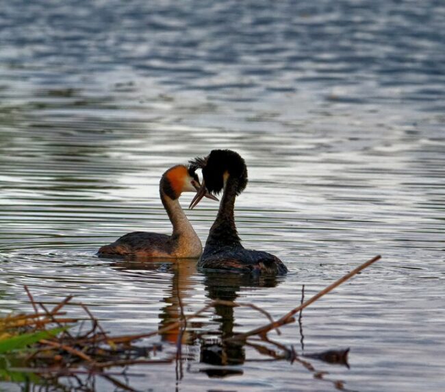 Birdwatching Techniques: Exploring Tranquil Lake Cove at Localrental