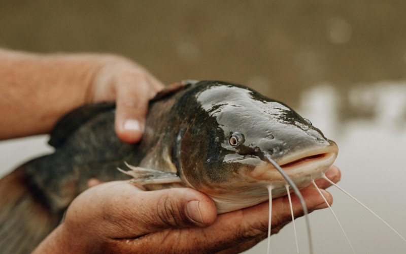 Catfish Fishing