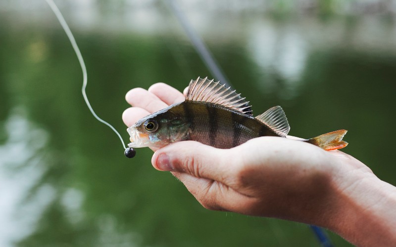 Crappie Fishing