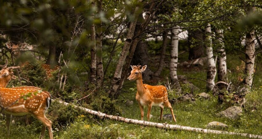 Nature and Wildlife at Wind Point Park