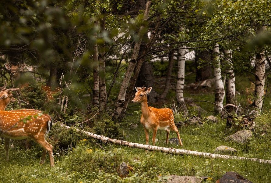 Nature and Wildlife at Wind Point Park