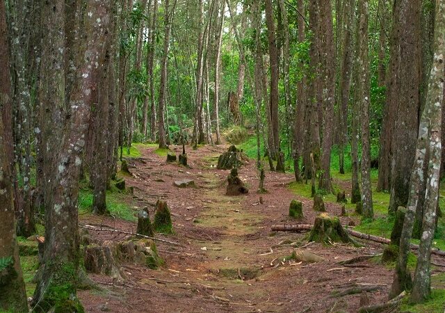 TRAIL FEATURES AT TRANQUIL LAKE COVE