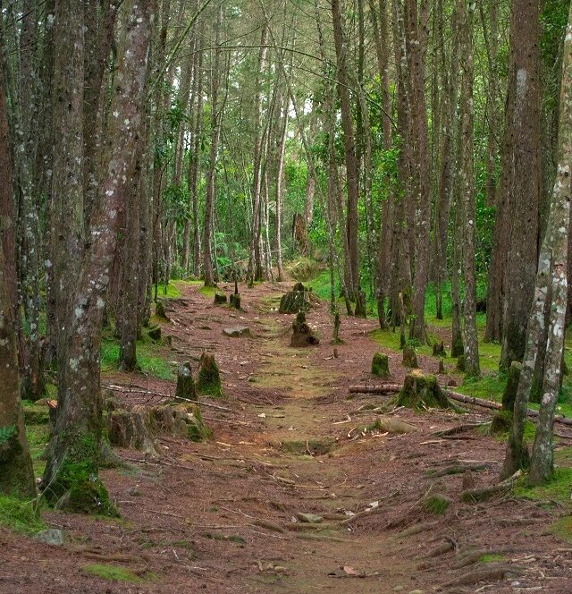 TRAIL FEATURES AT TRANQUIL LAKE COVE