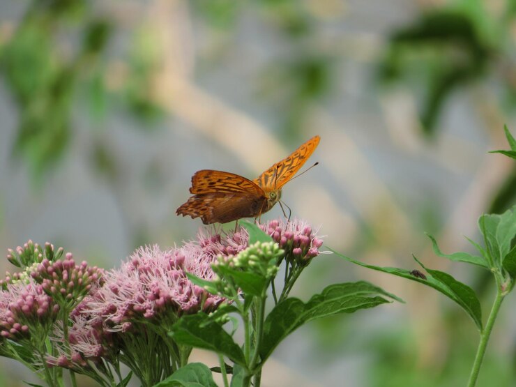 the flora and fauna at Wind Point Park